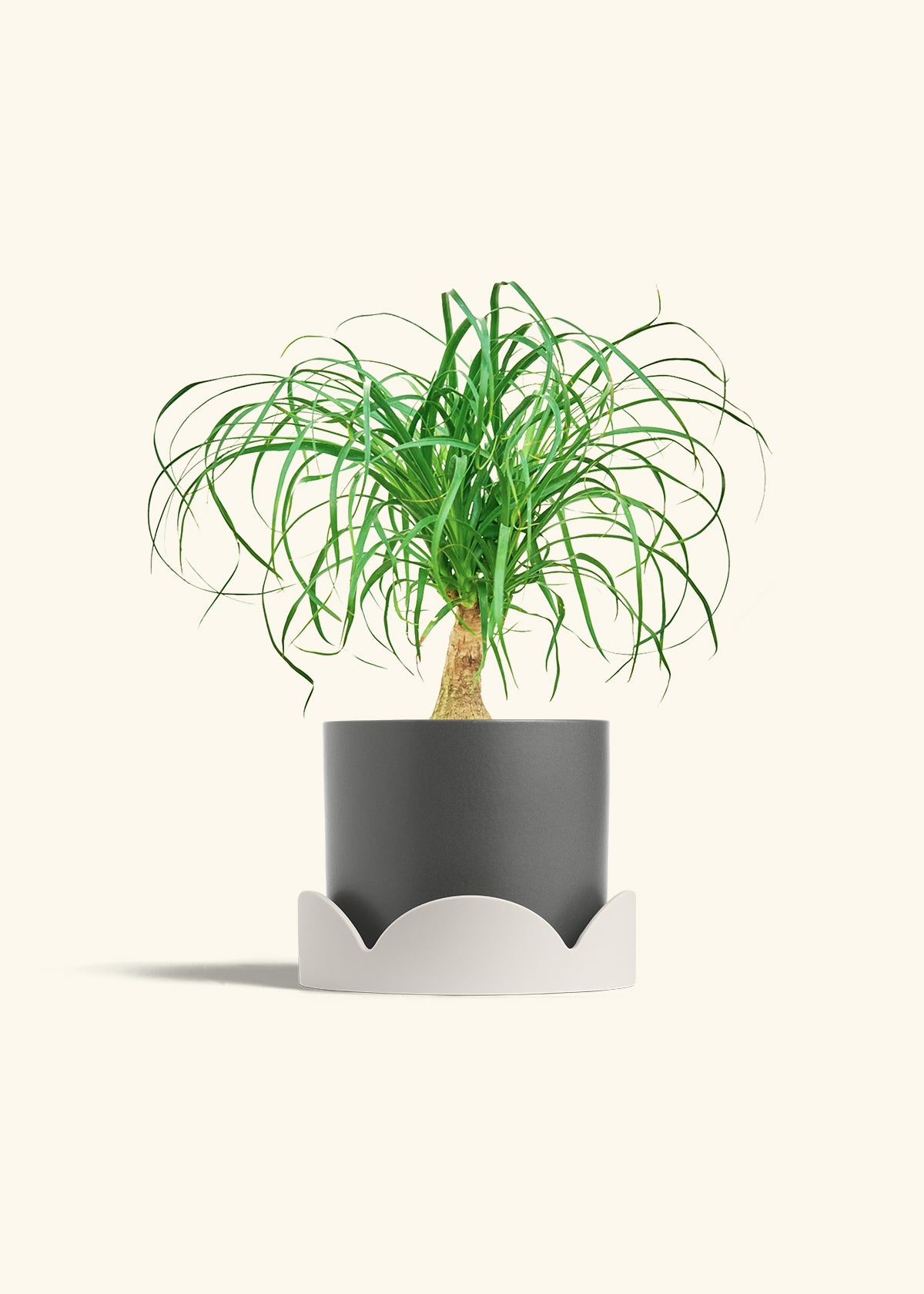 Ponytail Palm in a 6 inches Charcoal Classic Cylinder Planter in a Oat Petal Drip Tray