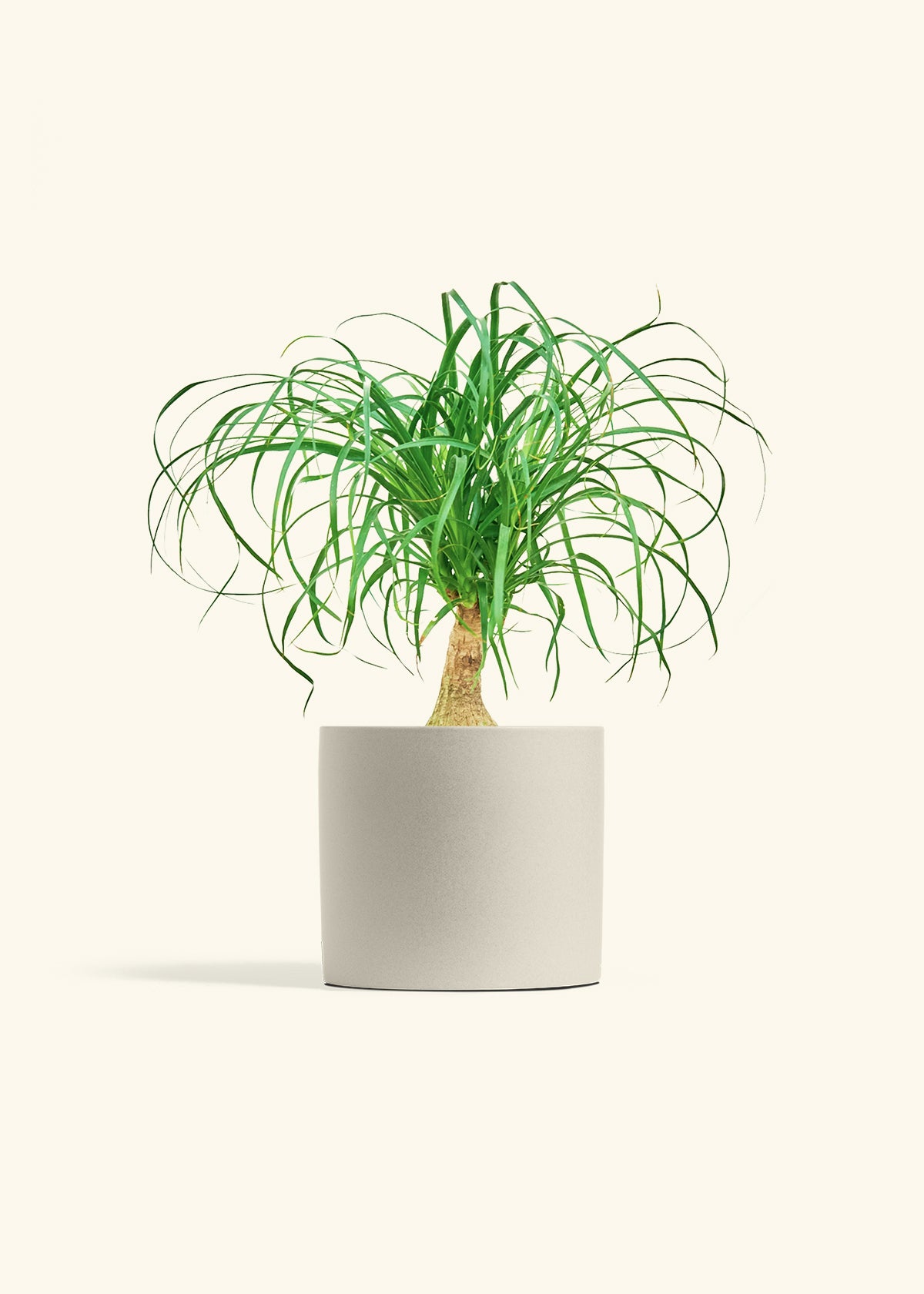 Ponytail Palm in a 6 inches Oat Classic Cylinder Planter