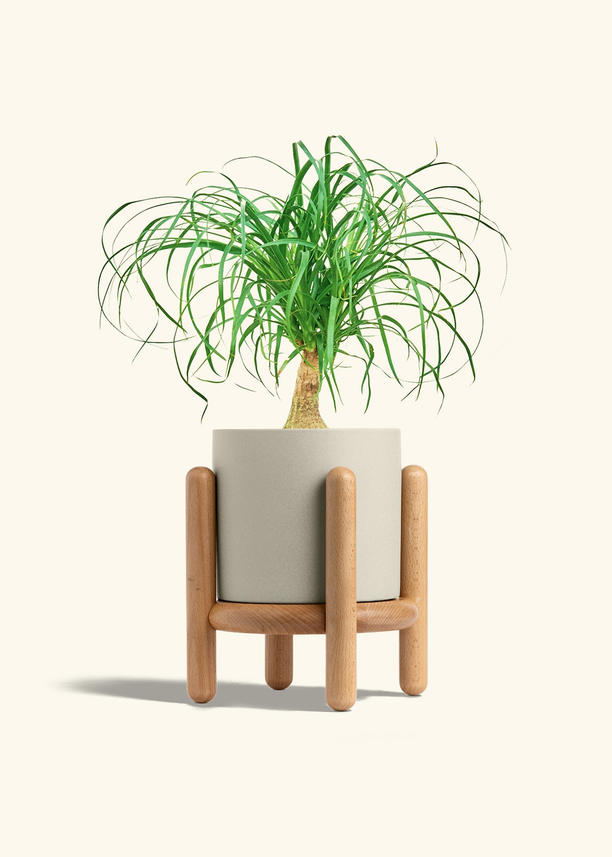 Ponytail Palm in a 6 inches Oat Classic Cylinder Planter in a Beech Wood Stand