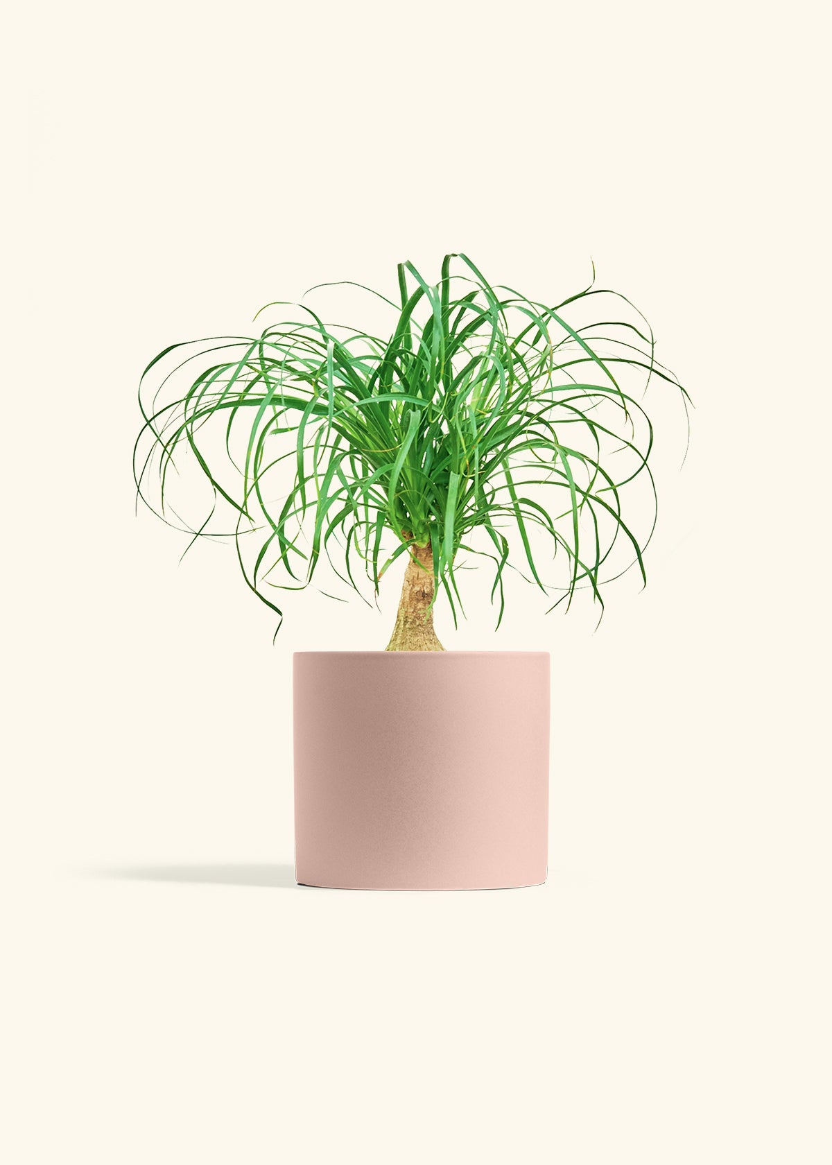 Ponytail Palm in a 6 inches Pink Classic Cylinder Planter