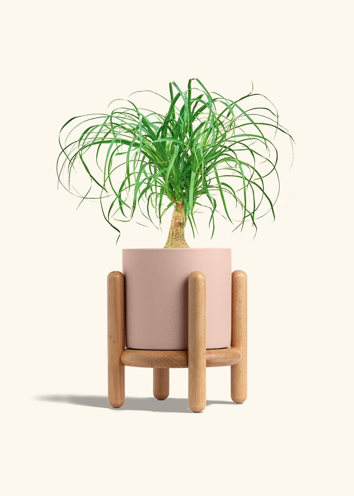 Ponytail Palm in a 6 inches Pink Classic Cylinder Planter in a Beech Wood Stand