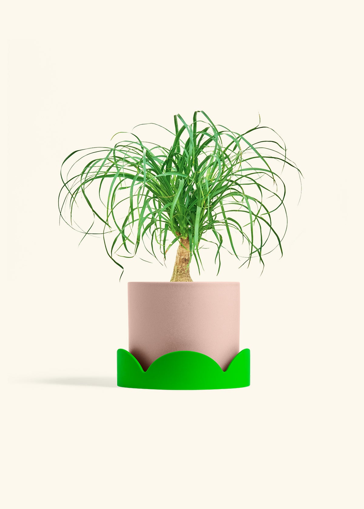 Ponytail Palm in a 6 inches Pink Classic Cylinder Planter in a Shamrock Petal Drip Tray
