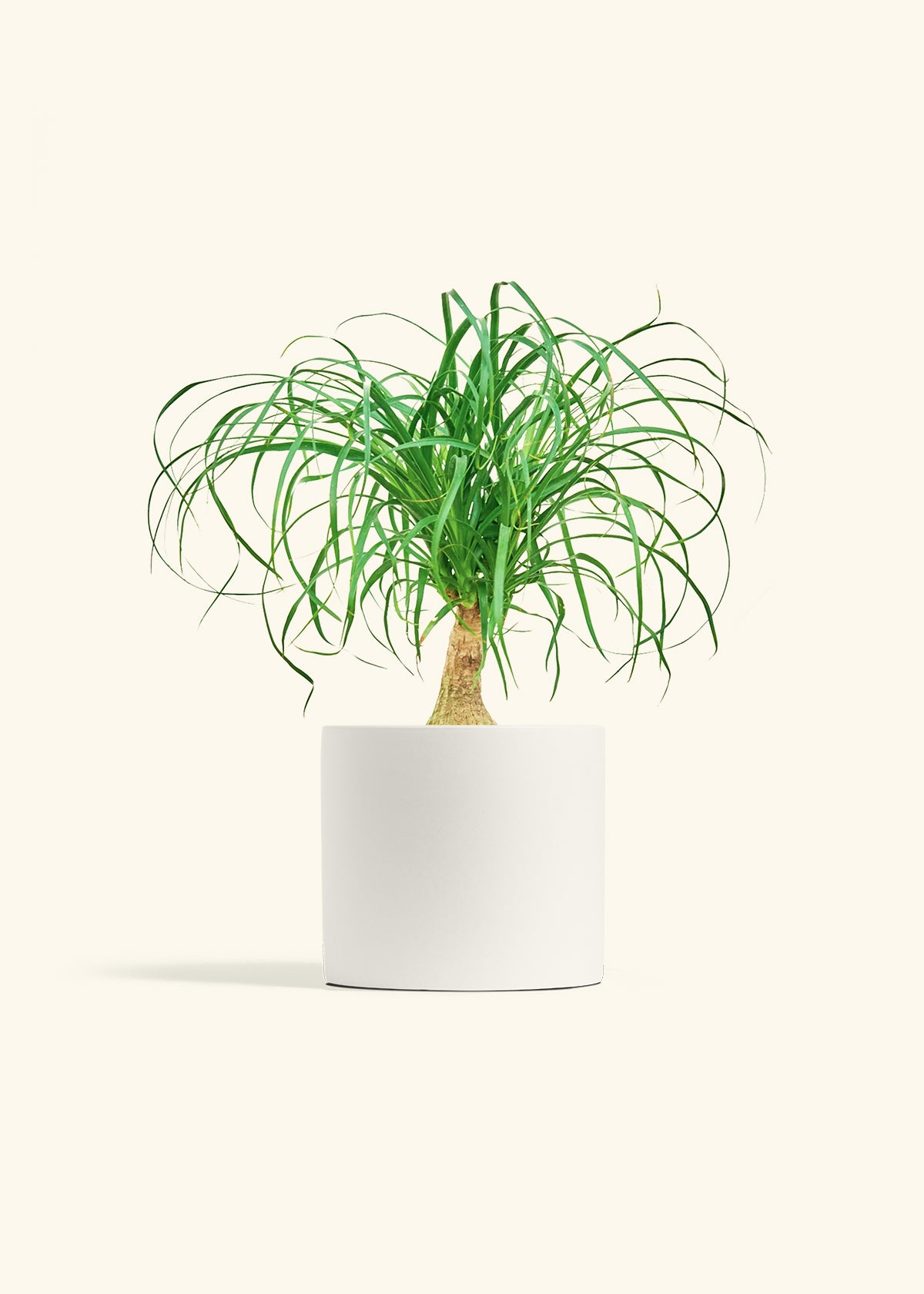 Ponytail Palm in a 6 inches White Classic Cylinder Planter