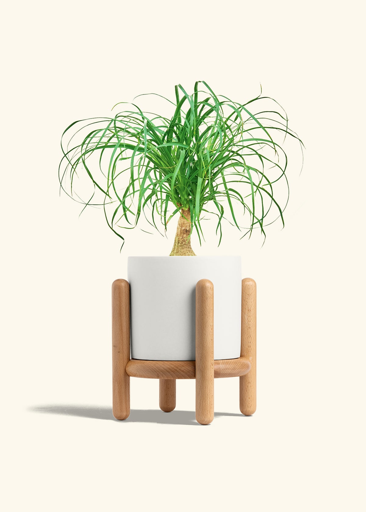 Ponytail Palm in a 6 inches White Classic Cylinder Planter in a Beech Wood Stand