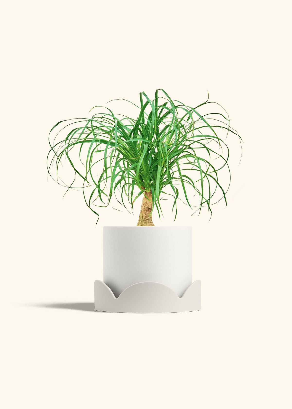 Ponytail Palm in a 6 inches White Classic Cylinder Planter in a Oat Petal Drip Tray
