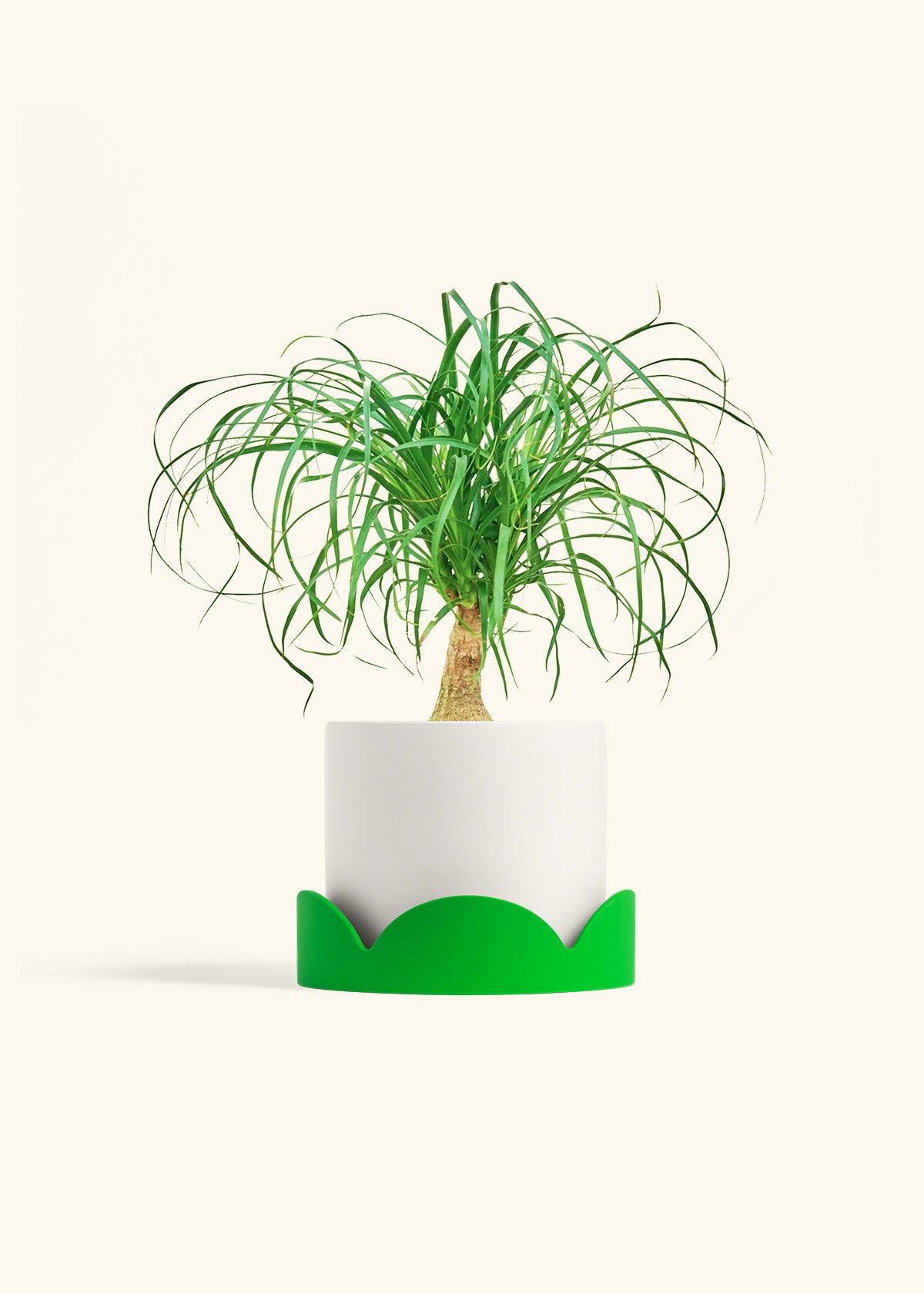 Ponytail Palm in a 6 inches White Classic Cylinder Planter in a Shamrock Petal Drip Tray