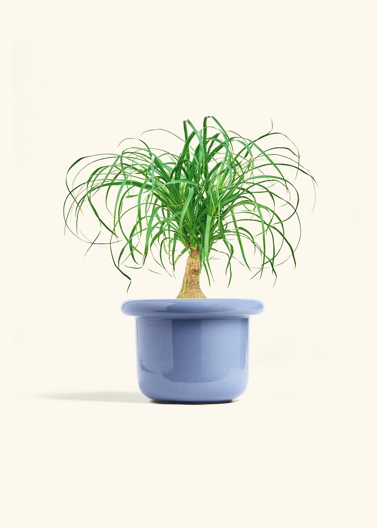 Ponytail Palm in a 6 inches Fat Lip Blue Planter