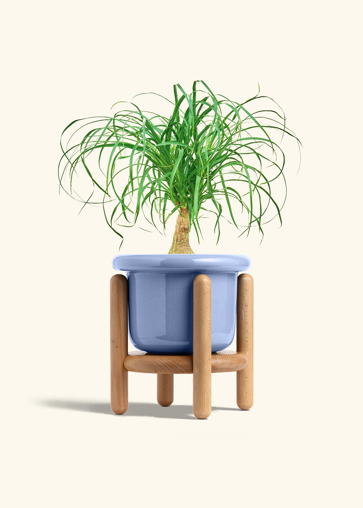 Ponytail Palm in a 6 inches Fat Lip Blue Planter in a Beech Wood Stand