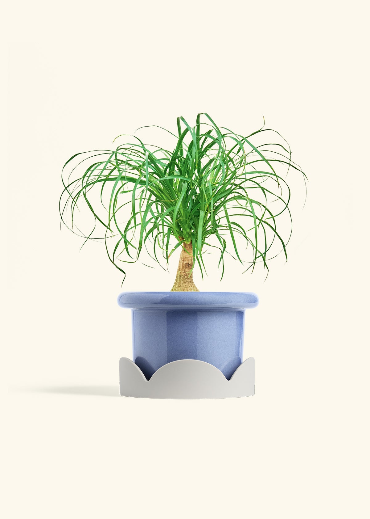 Ponytail Palm in a 6 inches Fat Lip Blue Planter in a Oat Petal Drip Tray