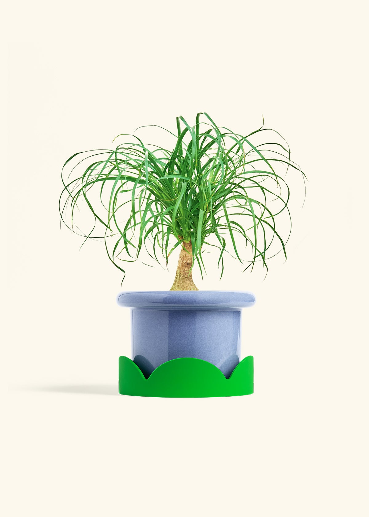 Ponytail Palm in a 6 inches Fat Lip Blue Planter in a Shamrock Petal Drip Tray