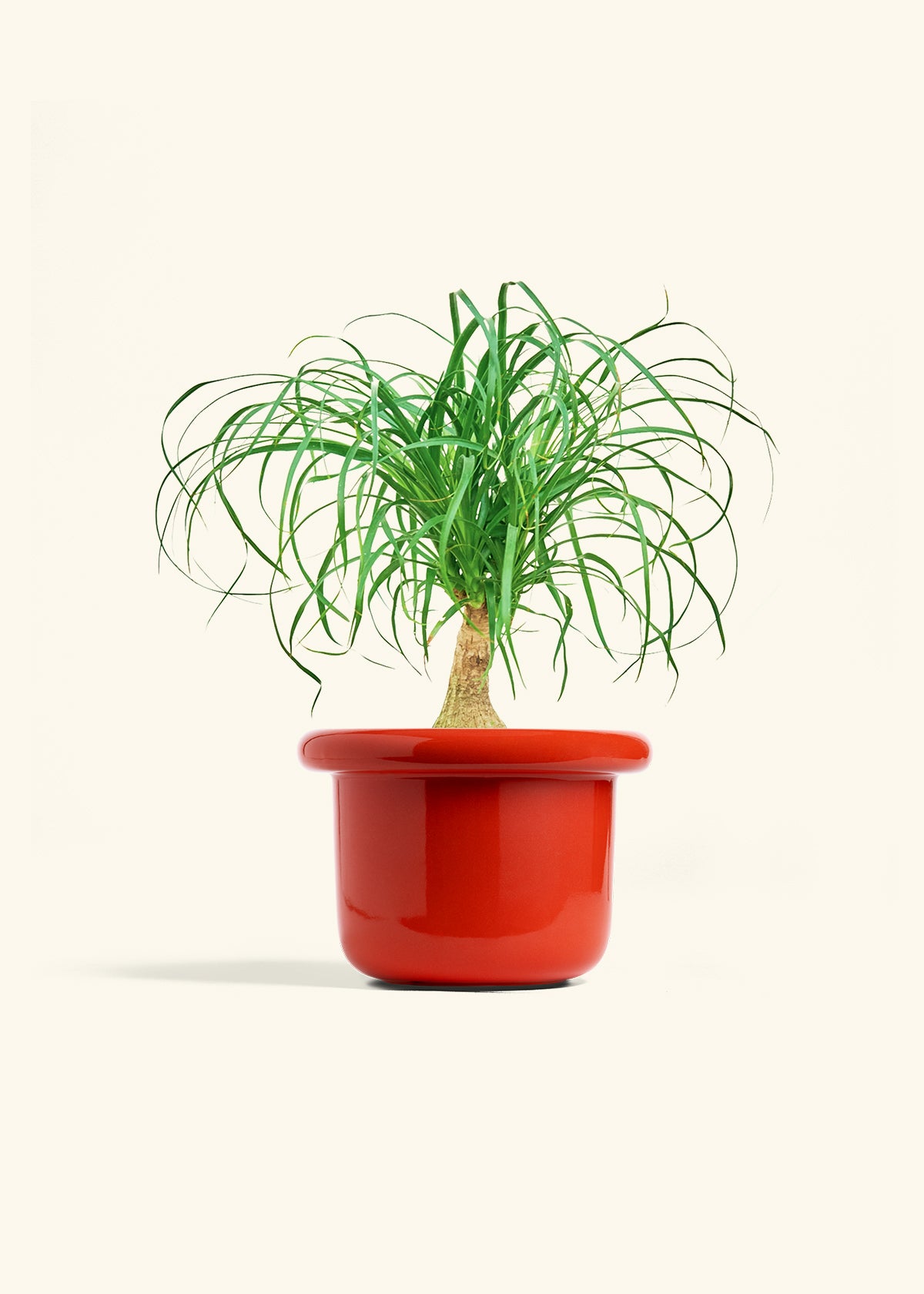 Ponytail Palm in a 6 inches Fat Lip Red Planter