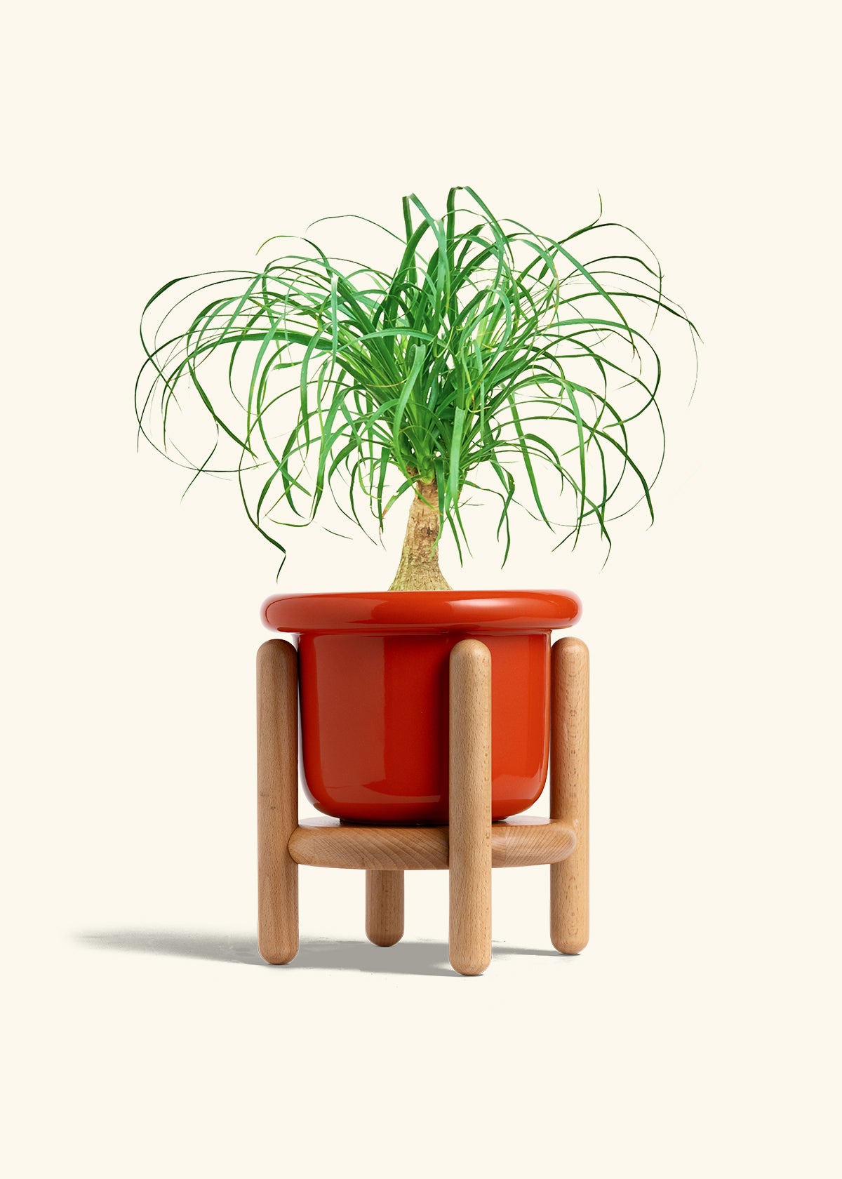 Ponytail Palm in a 6 inches Fat Lip Red Planter in a Beech Wood Stand