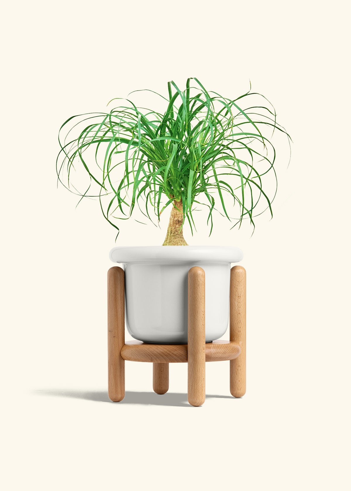 Ponytail Palm in a 6 inches Fat Lip White Planter in a Beech Wood Stand
