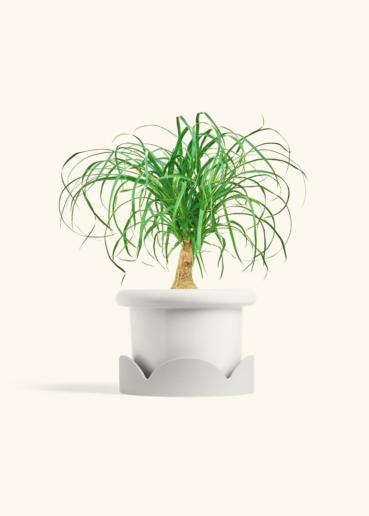 Ponytail Palm in a 6 inches Fat Lip White Planter in a Oat Petal Drip Tray