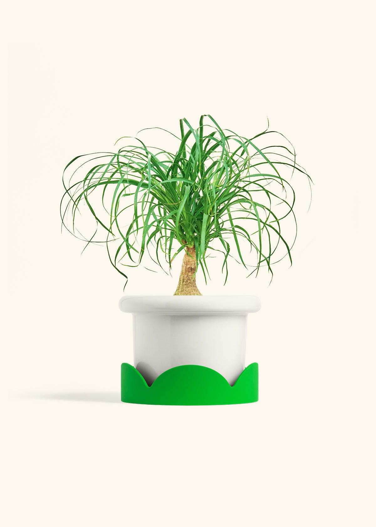 Ponytail Palm in a 6 inches Fat Lip White Planter in a Shamrock Petal Drip Tray