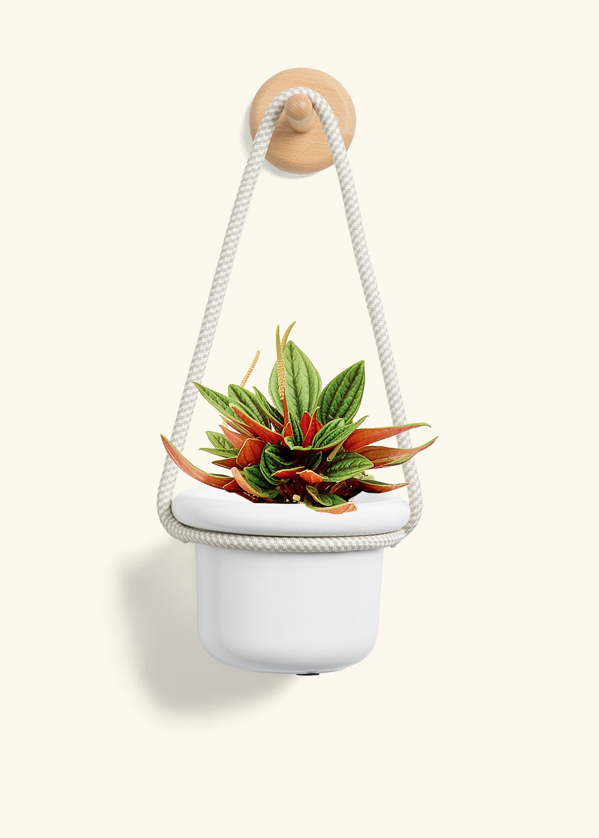 Peperomia 'Rosso', Small
