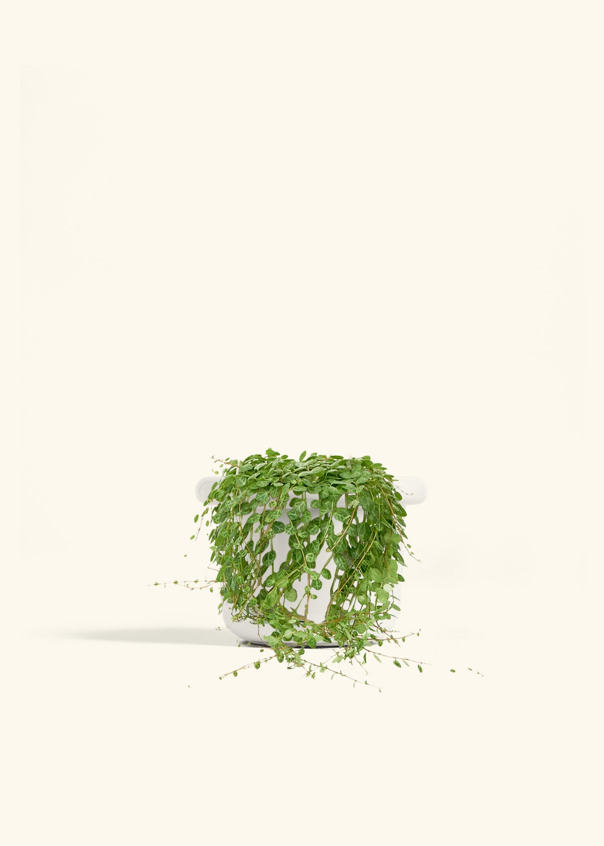 String of Turtles in a 5 inches Fat Lip White Planter