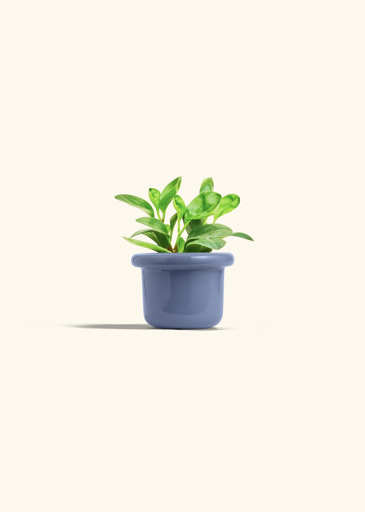 Baby Rubber Plant in a 4 inches Fat Lip Blue Planter