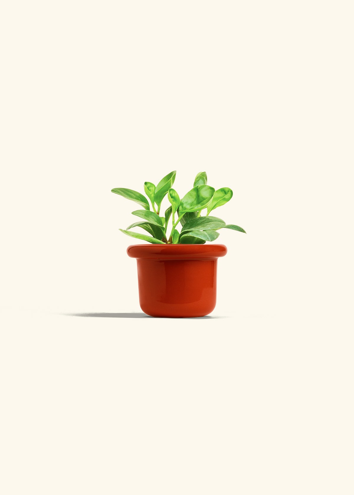 Baby Rubber Plant in a 4 inches Fat Lip Red Planter
