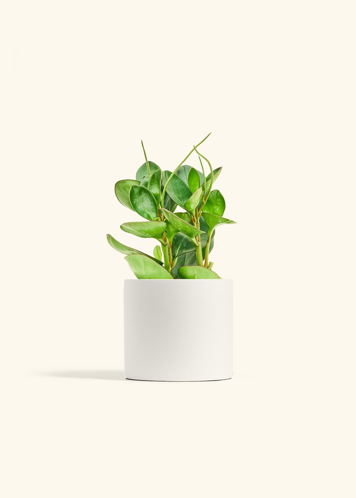 cream indoor planter Classic Planter, Polar White – Hey Rooted