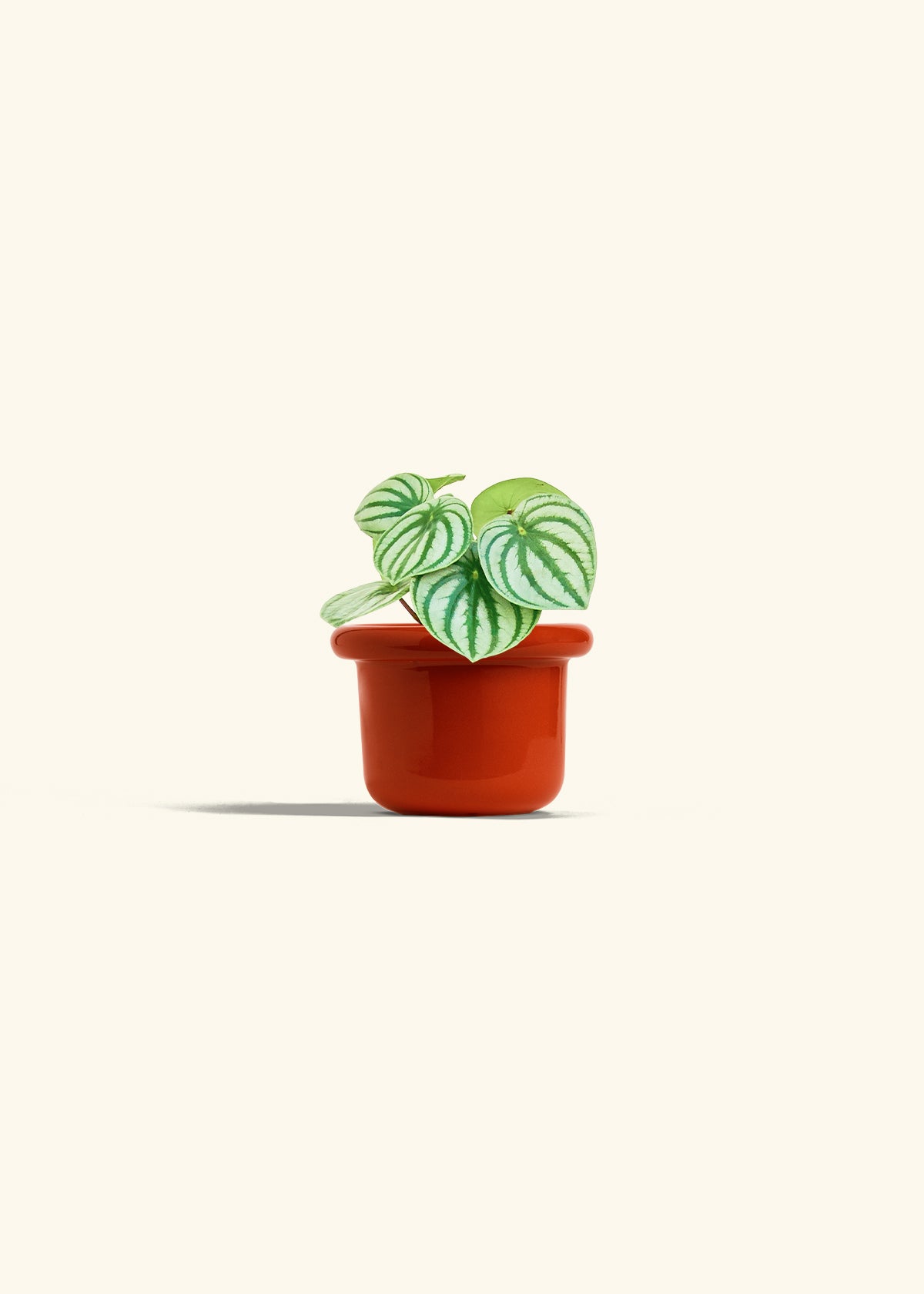 Watermelon Peperomia in a 4 inches Fat Lip Red Planter