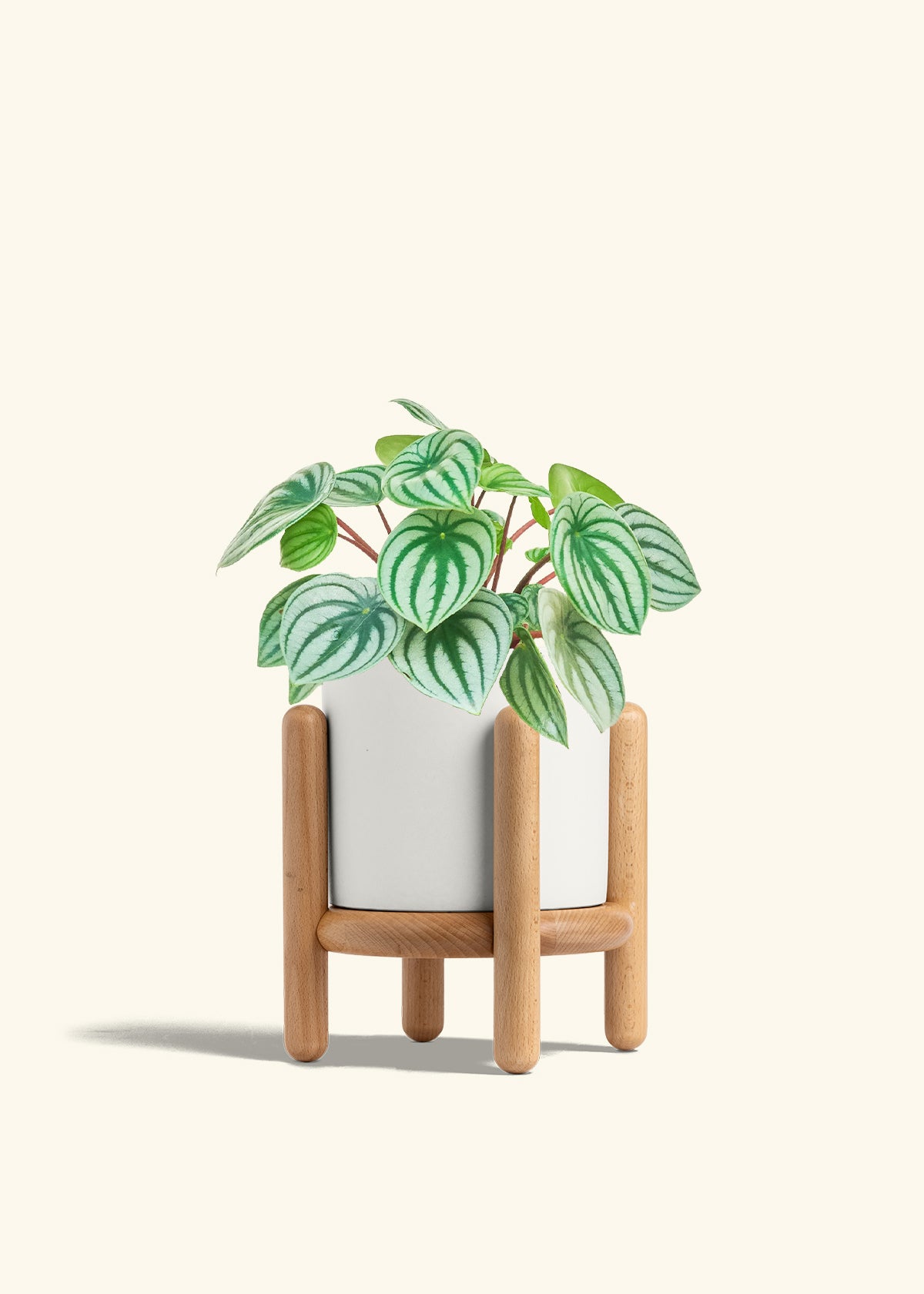Watermelon Peperomia in a 6 inches White Classic Cylinder Planter in a Beech Wood Stand
