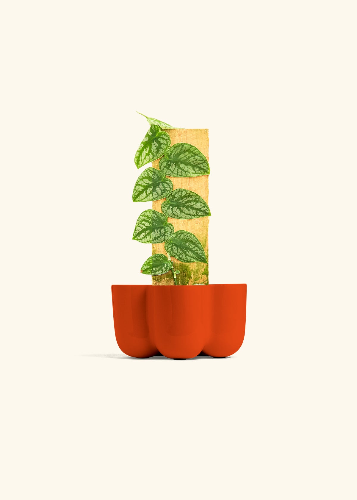 Shingle Plant in a 4 inches in a Red Petal Planter