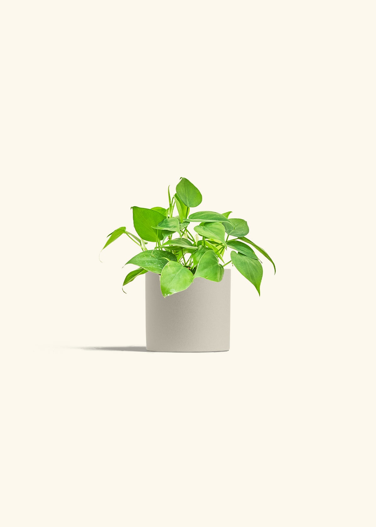 Sweetheart Philodendron in a 4 inches Oat Classic Cylinder Planter