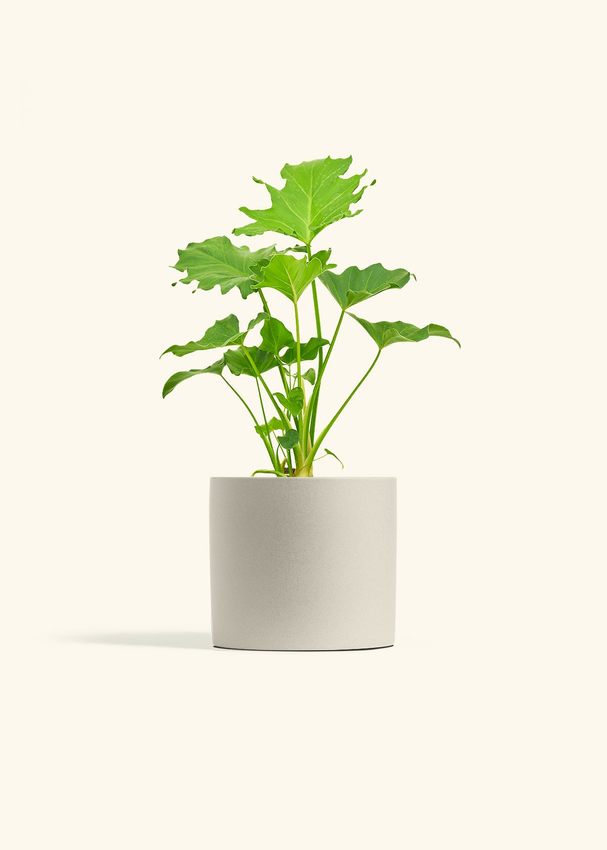 Philodendron Little Hope in a 6 inches Oat Classic Cylinder Planter