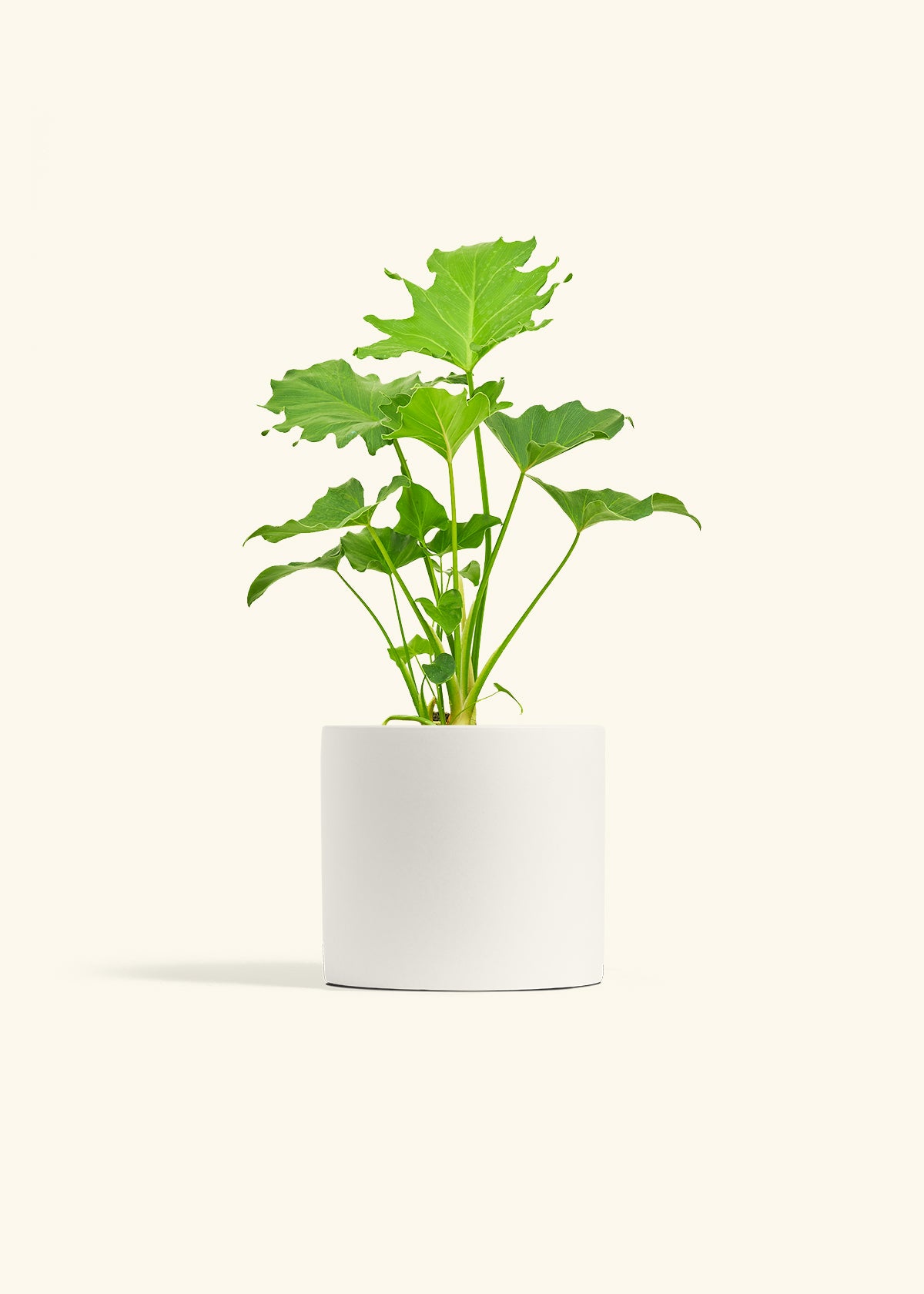 Philodendron Little Hope in a 6 inches White Classic Cylinder Planter