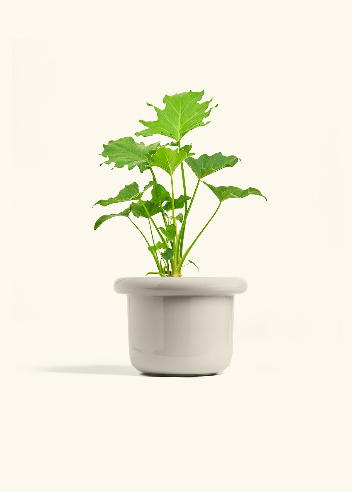 Philodendron Little Hope in a 6 inches Fat Lip Oat Planter