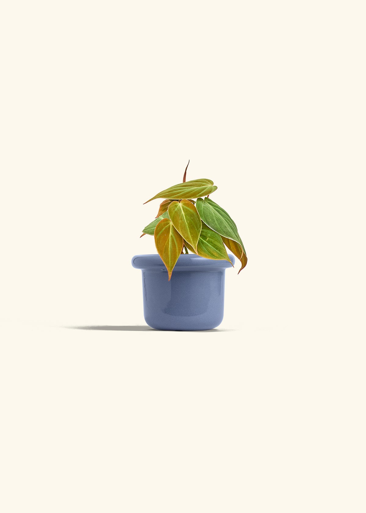 Velvet Leaf Philodendron in a 4 inches Fat Lip Blue Planter
