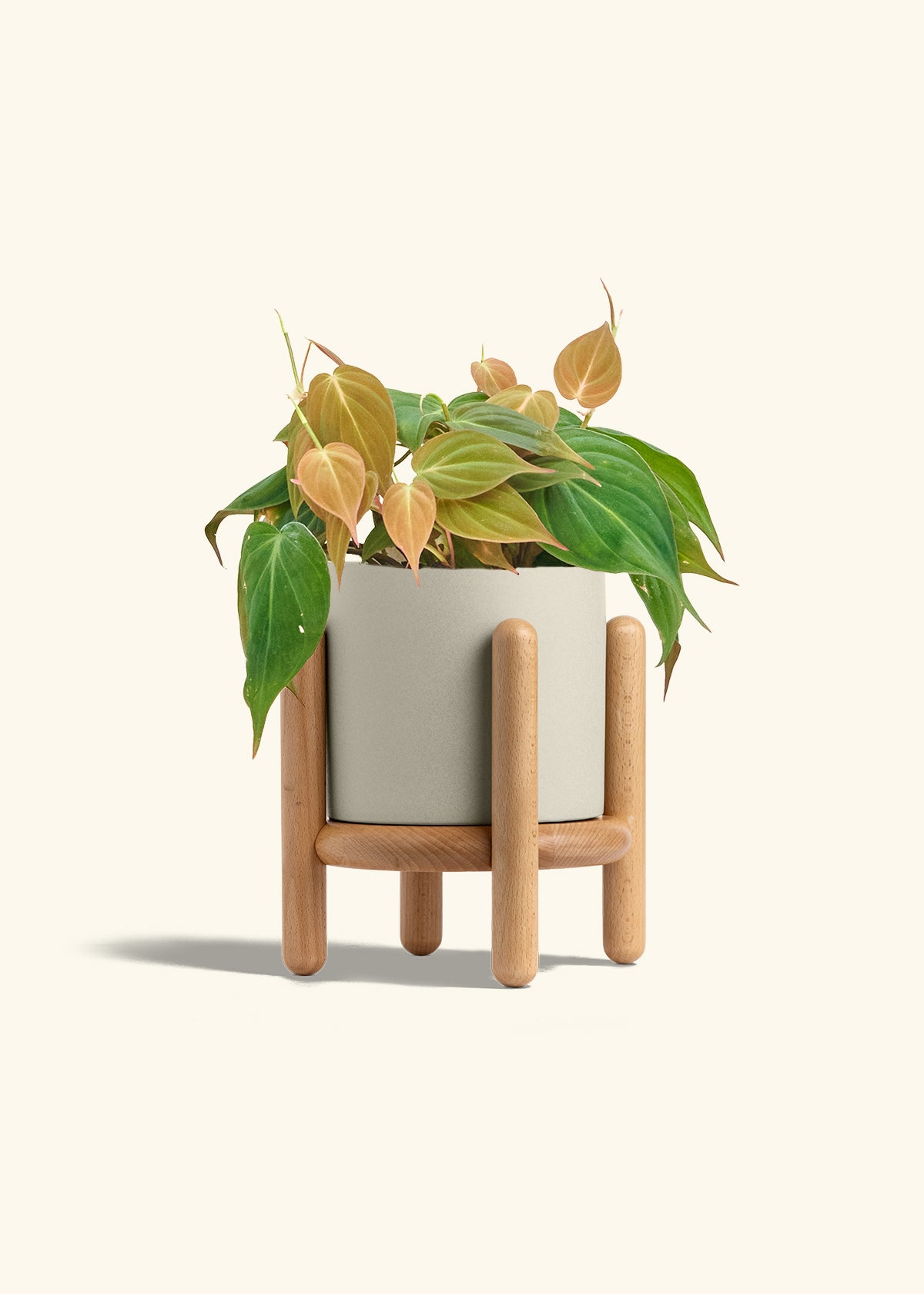 Velvet Leaf Philodendron in a 6 inches Oat Classic Cylinder Planter in a Beech Wood Stand