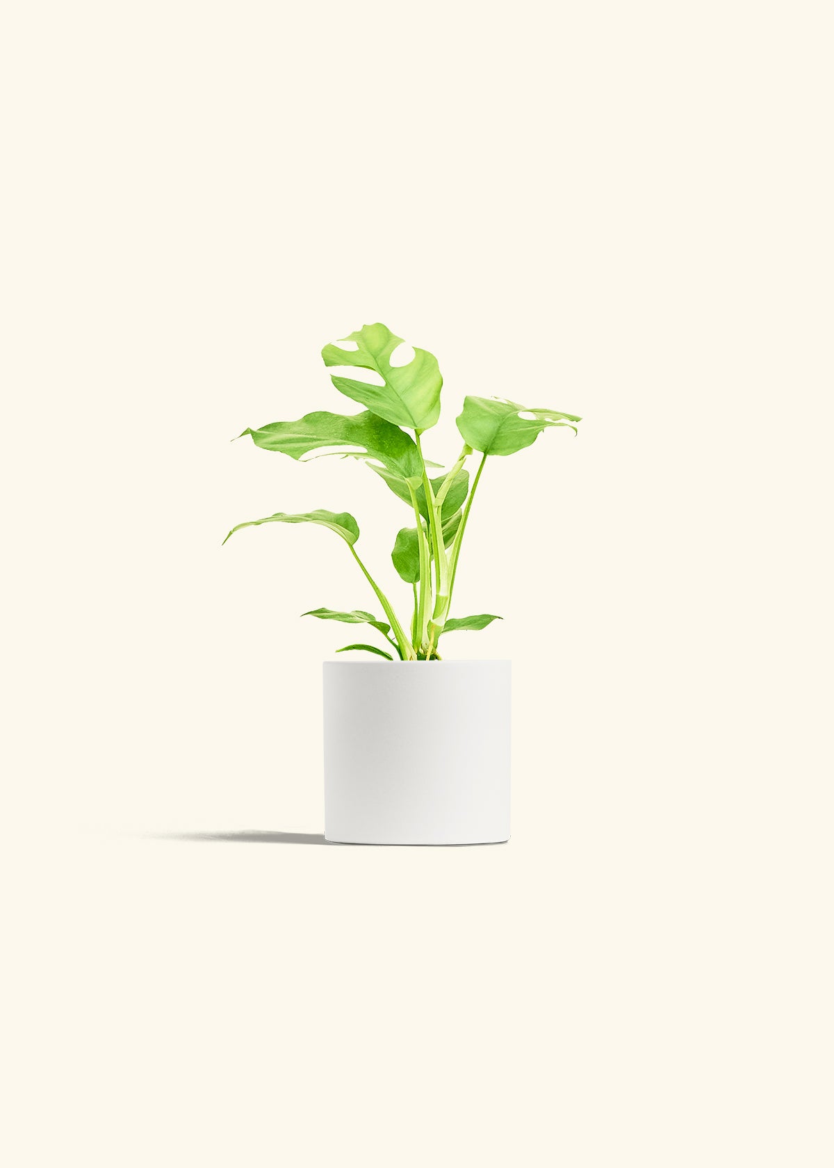 Mini Monstera in a 4 inches White Classic Cylinder Planter