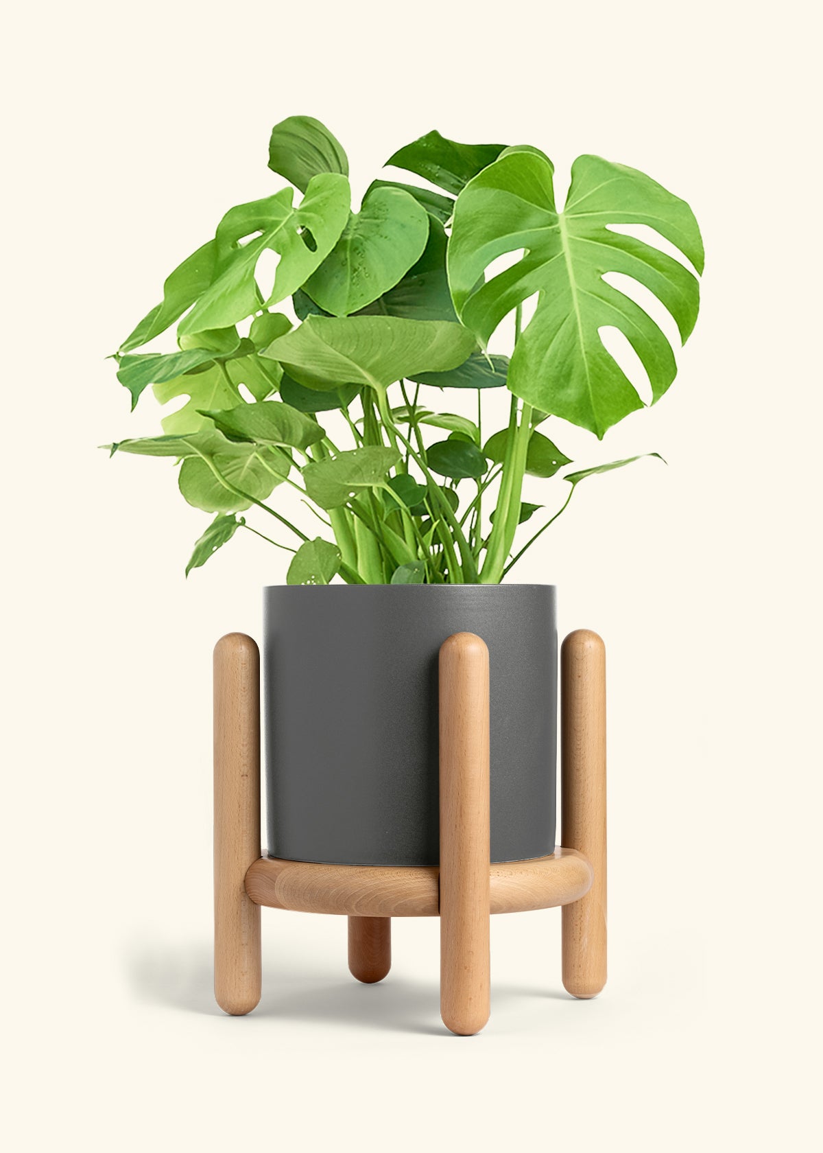 Monstera Swiss Cheese Plant in a 10 inches Charcoal Classic Cylinder Planter in a Beech Wood Stand