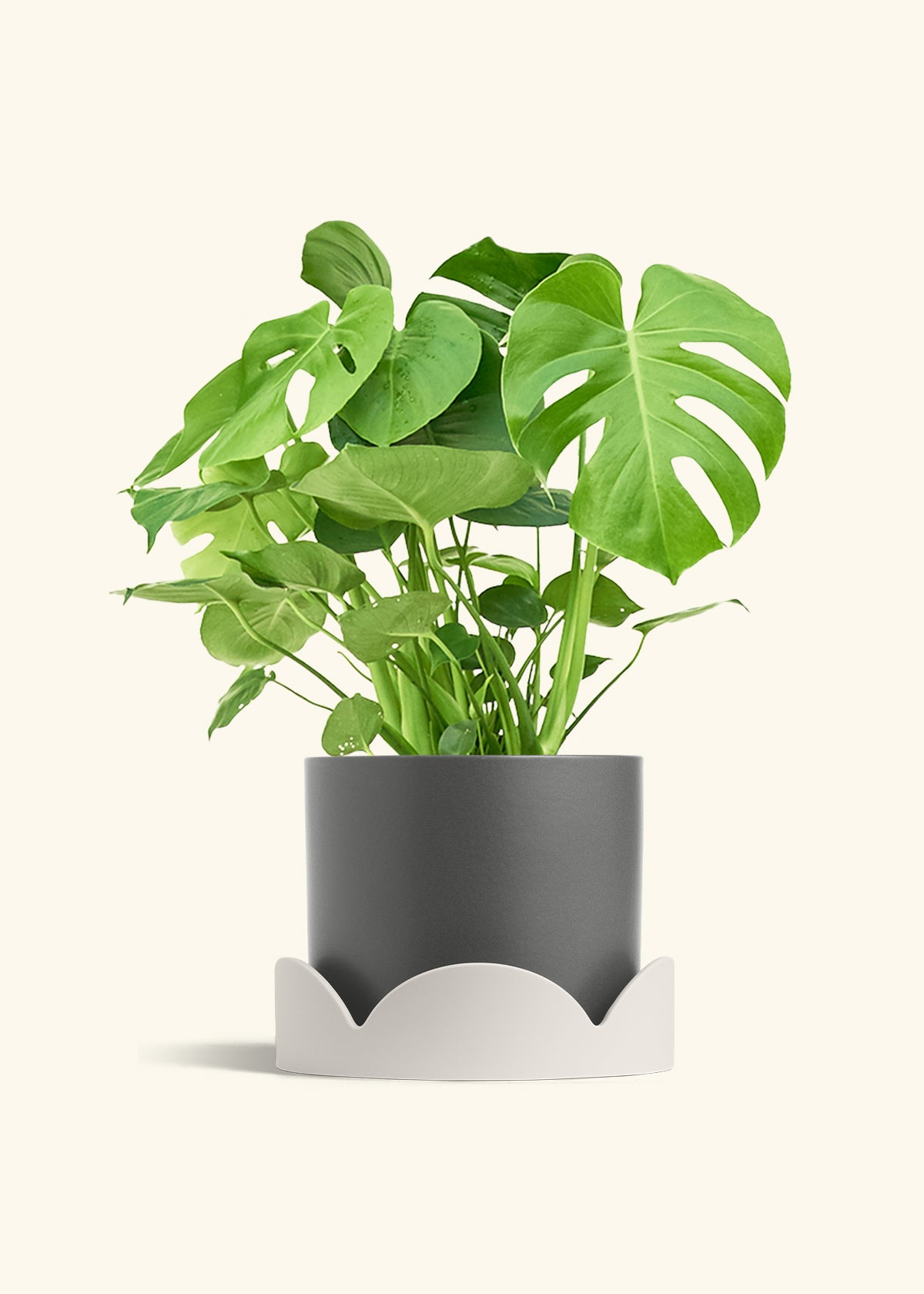 Monstera Swiss Cheese Plant in a 10 inches Charcoal Classic Cylinder Planter in a Oat Petal Drip Tray