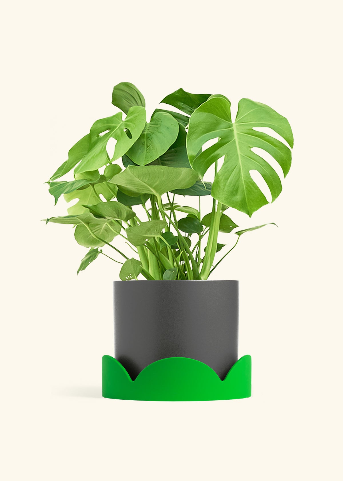 Monstera Swiss Cheese Plant in a 10 inches Charcoal Classic Cylinder Planter in a Shamrock Petal Drip Tray