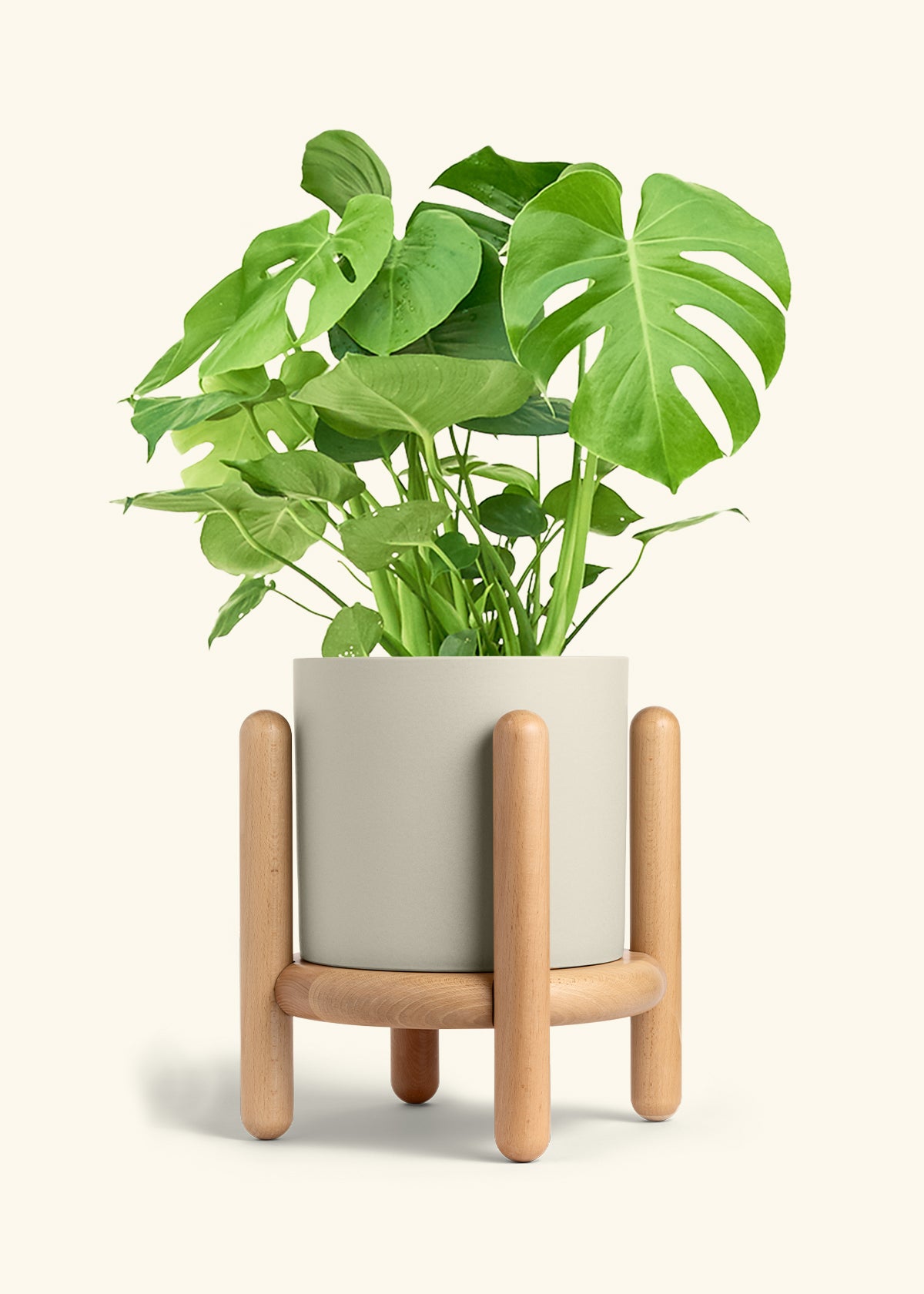 Monstera Swiss Cheese Plant in a 10 inches Oat Classic Cylinder Planter in a Beech Wood Stand