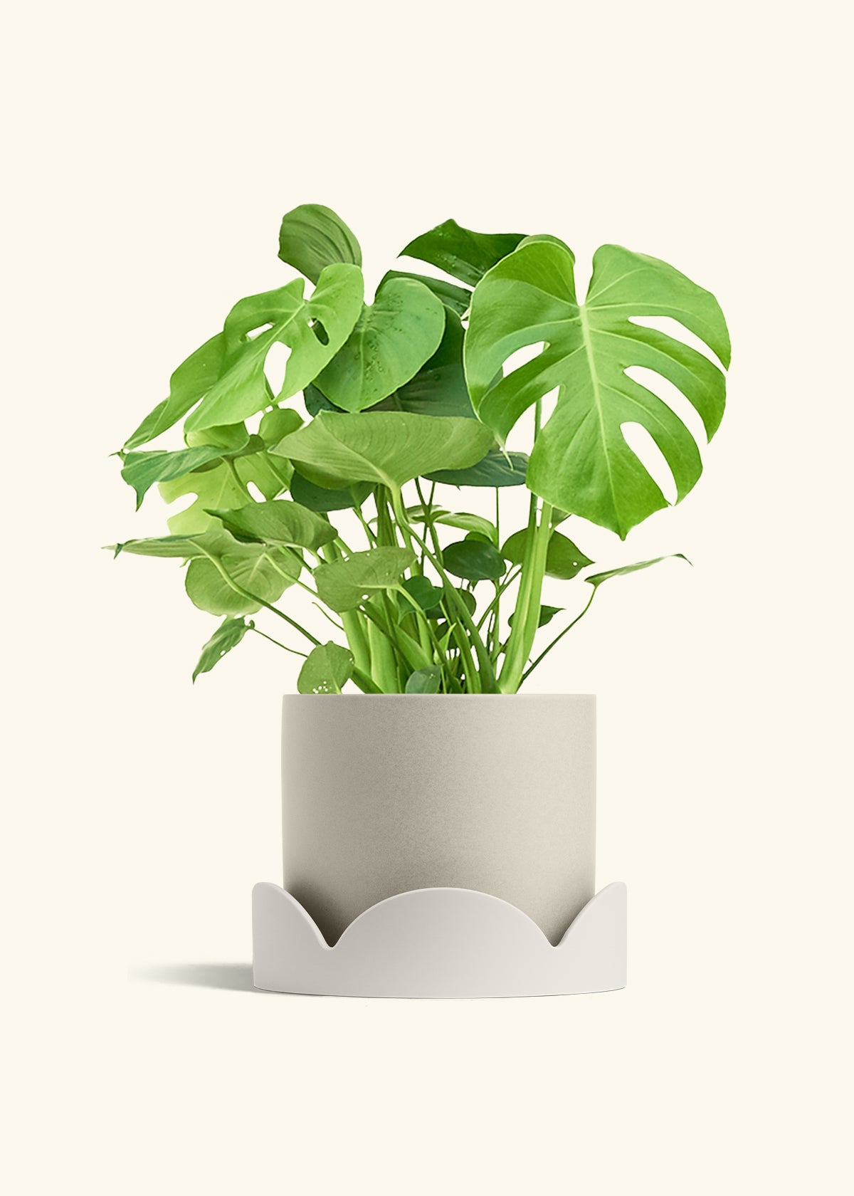 Monstera Swiss Cheese Plant in a 10 inches Oat Classic Cylinder Planter in a Oat Petal Drip Tray