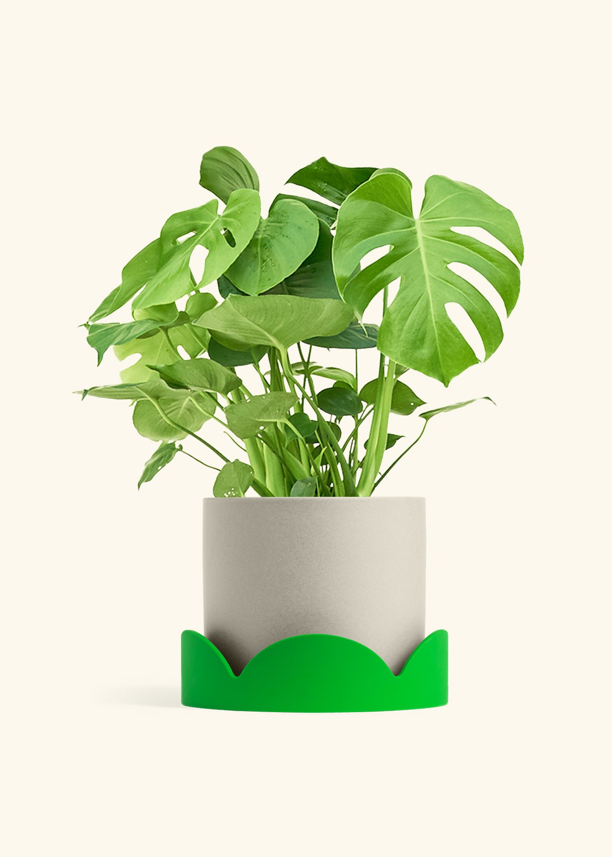 Monstera Swiss Cheese Plant in a 10 inches Oat Classic Cylinder Planter in a Shamrock Petal Drip Tray