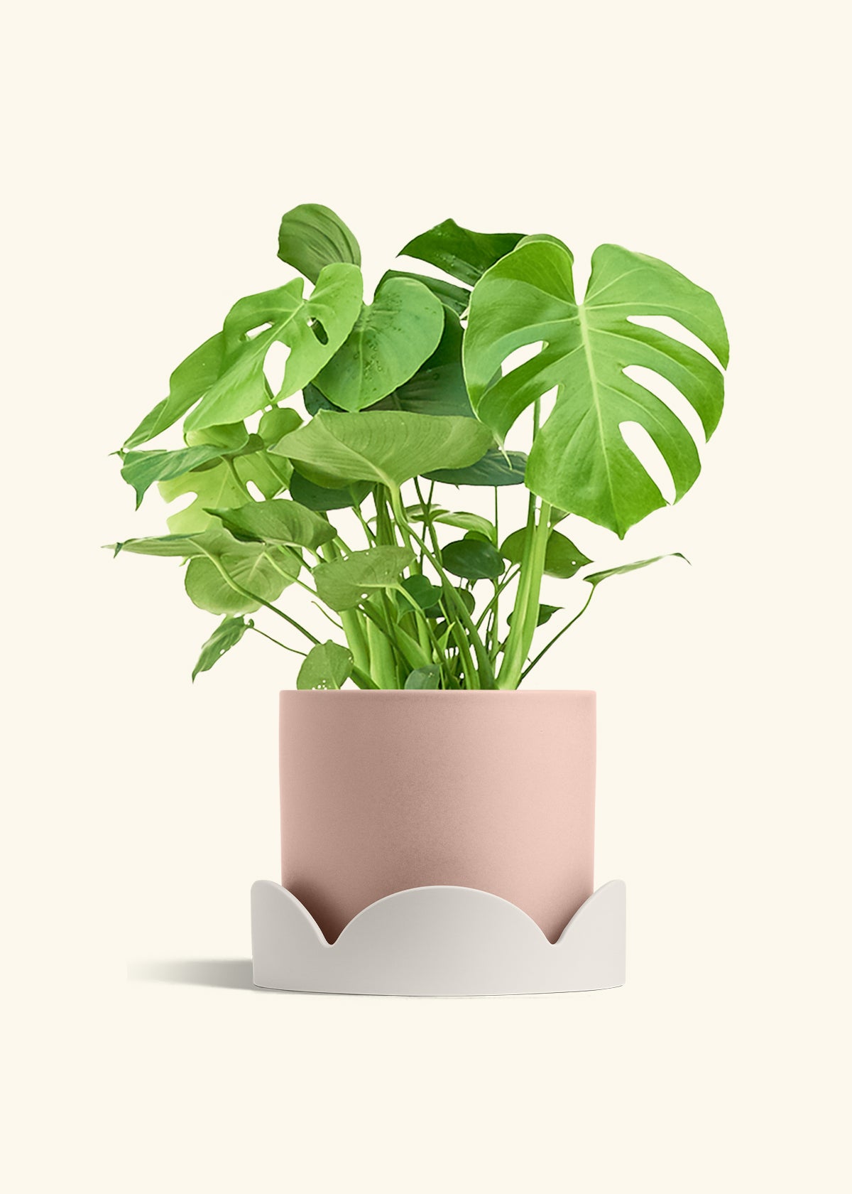 Monstera Swiss Cheese Plant in a 10 inches Pink Classic Cylinder Planter in a Oat Petal Drip Tray