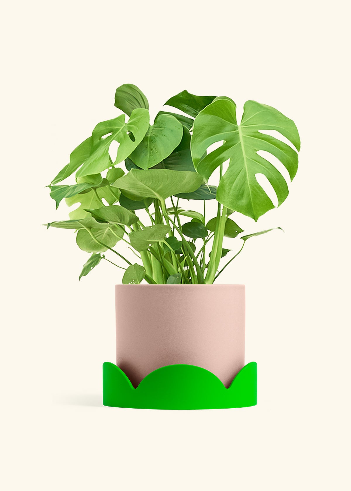 Monstera Swiss Cheese Plant in a 10 inches Pink Classic Cylinder Planter in a Shamrock Petal Drip Tray