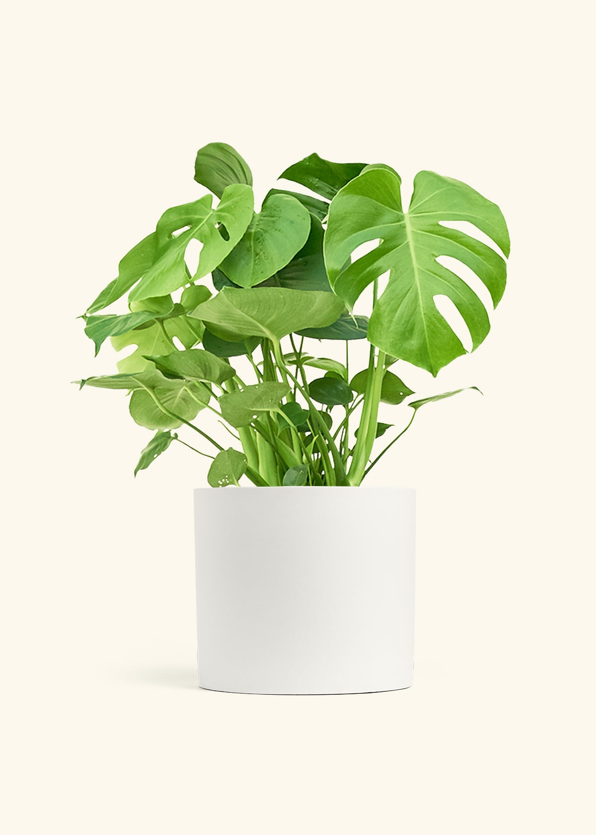 Monstera Swiss Cheese Plant in a 10 inches White Classic Cylinder Planter