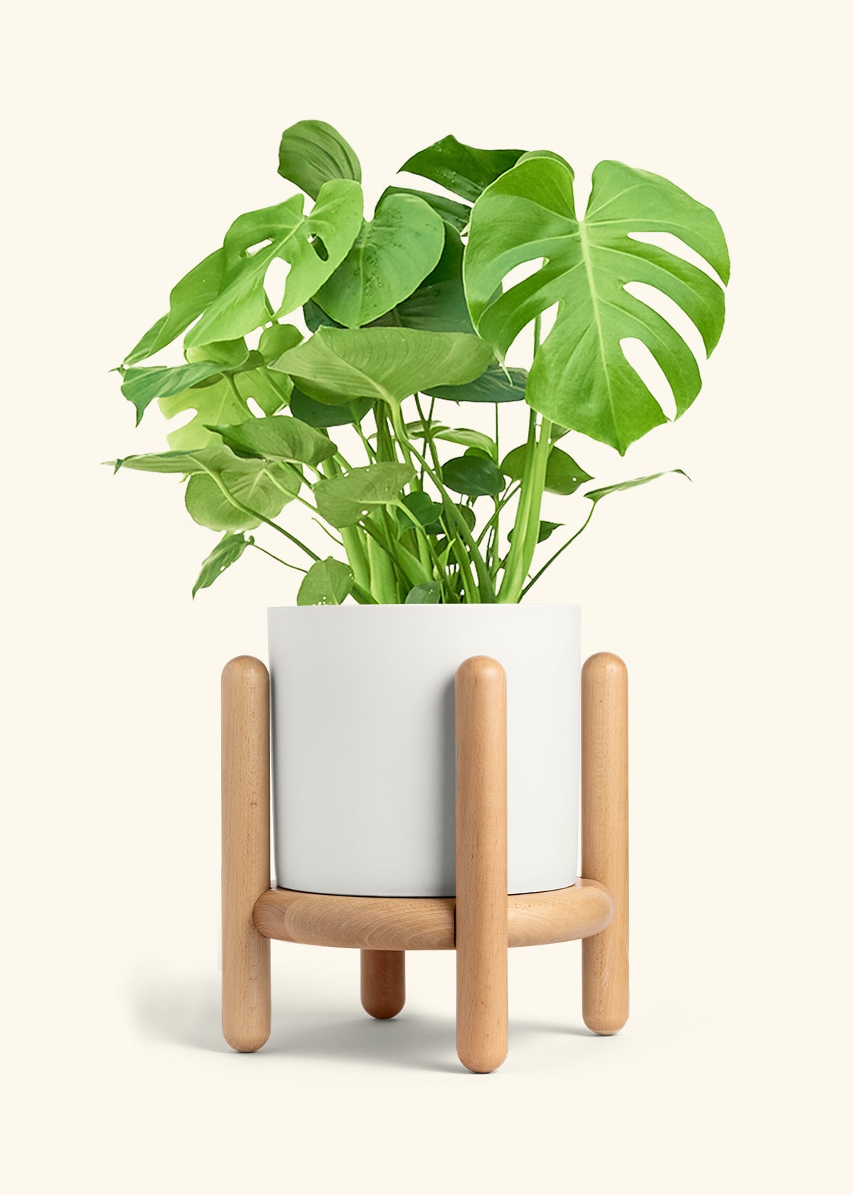Monstera Swiss Cheese Plant in a 10 inches White Classic Cylinder Planter in a Beech Wood Stand