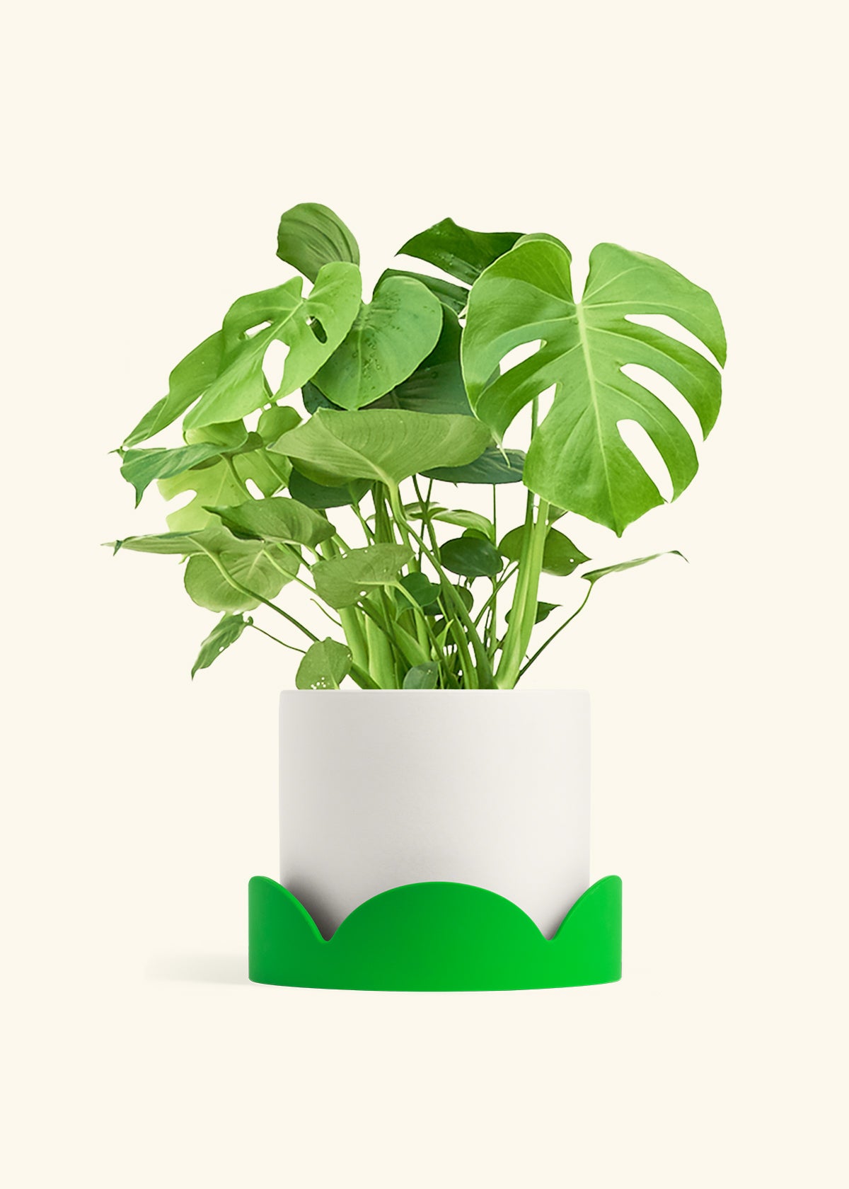 Monstera Swiss Cheese Plant in a 10 inches White Classic Cylinder Planter in a Shamrock Petal Drip Tray