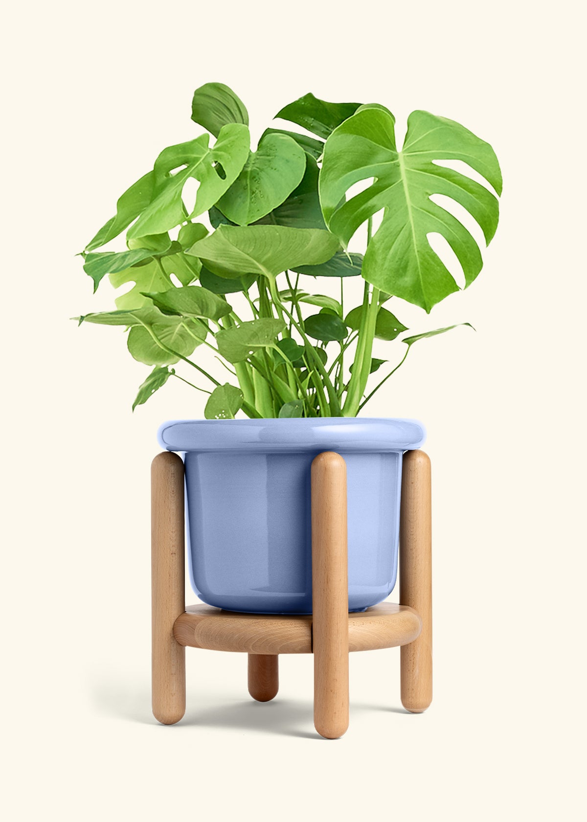 Monstera Swiss Cheese Plant in a 10 inches Fat Lip Blue Planter in a Beech Wood Stand