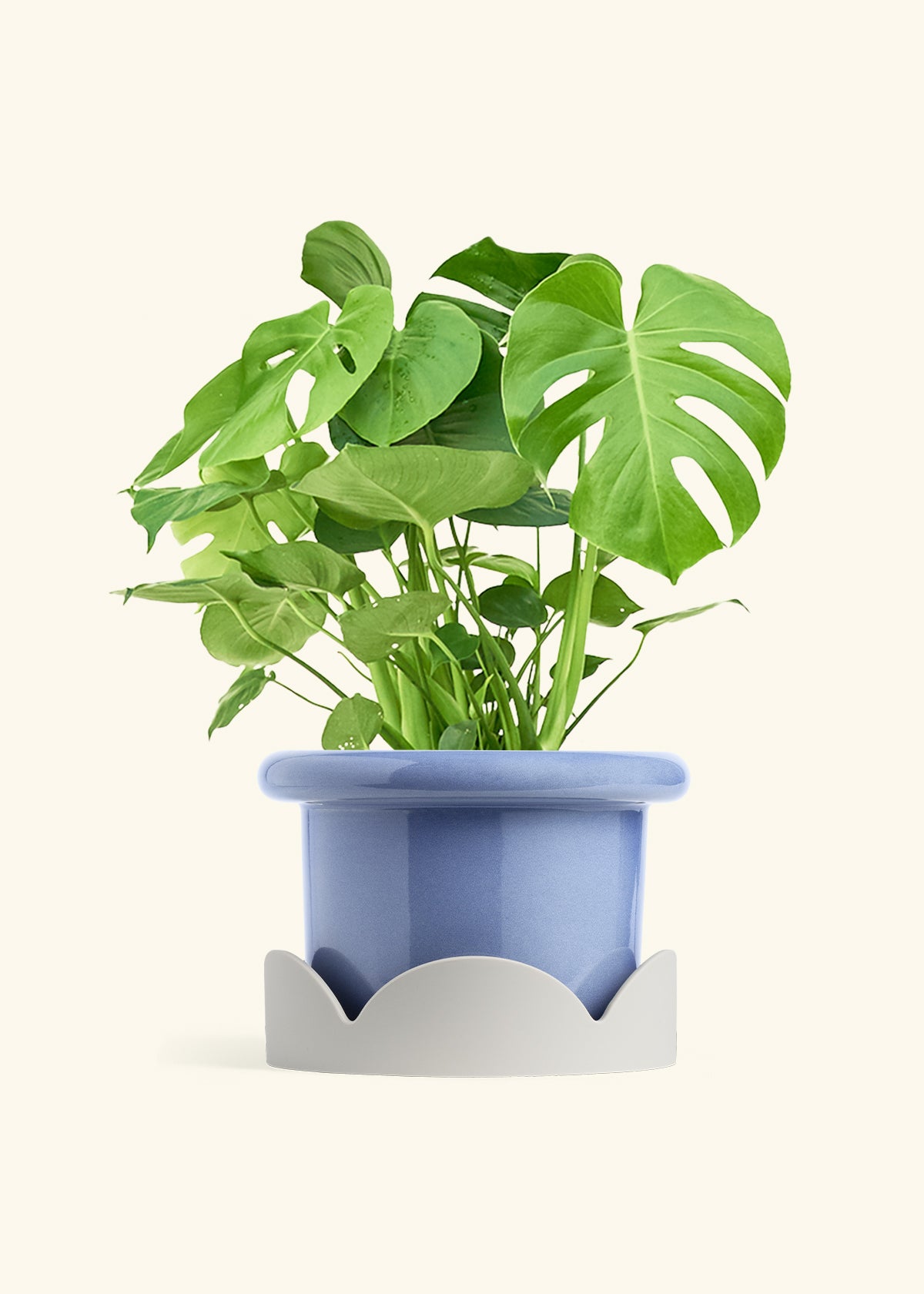 Monstera Swiss Cheese Plant in a 10 inches Fat Lip Blue Planter in a Oat Petal Drip Tray