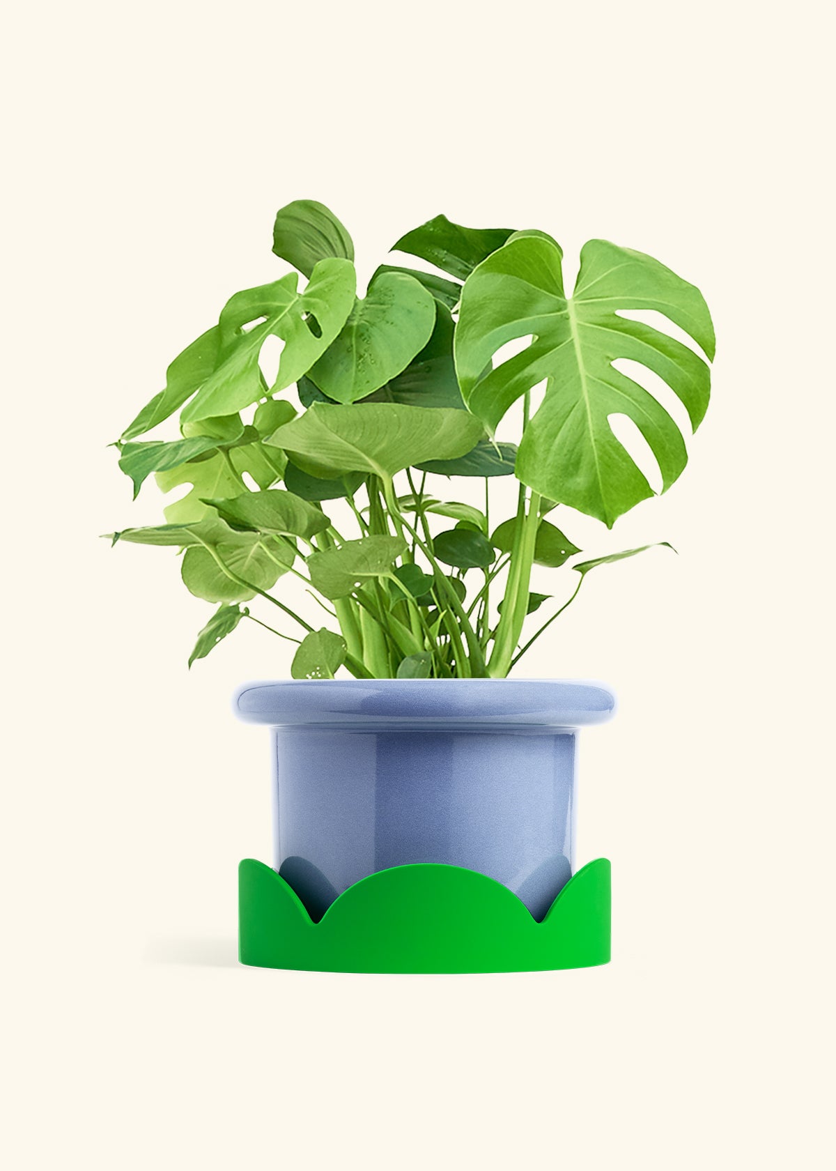 Monstera Swiss Cheese Plant in a 10 inches Fat Lip Blue Planter in a Shamrock Petal Drip Tray