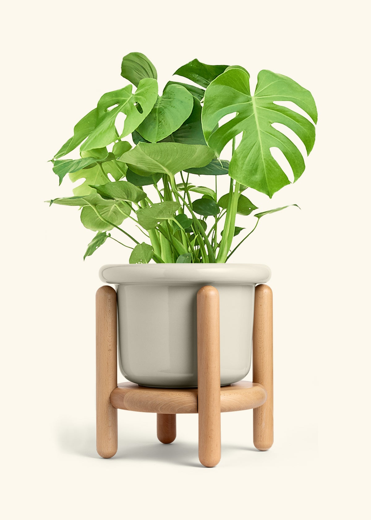 Monstera Swiss Cheese Plant in a 10 inches Fat Lip Oat Planter in a Beech Wood Stand