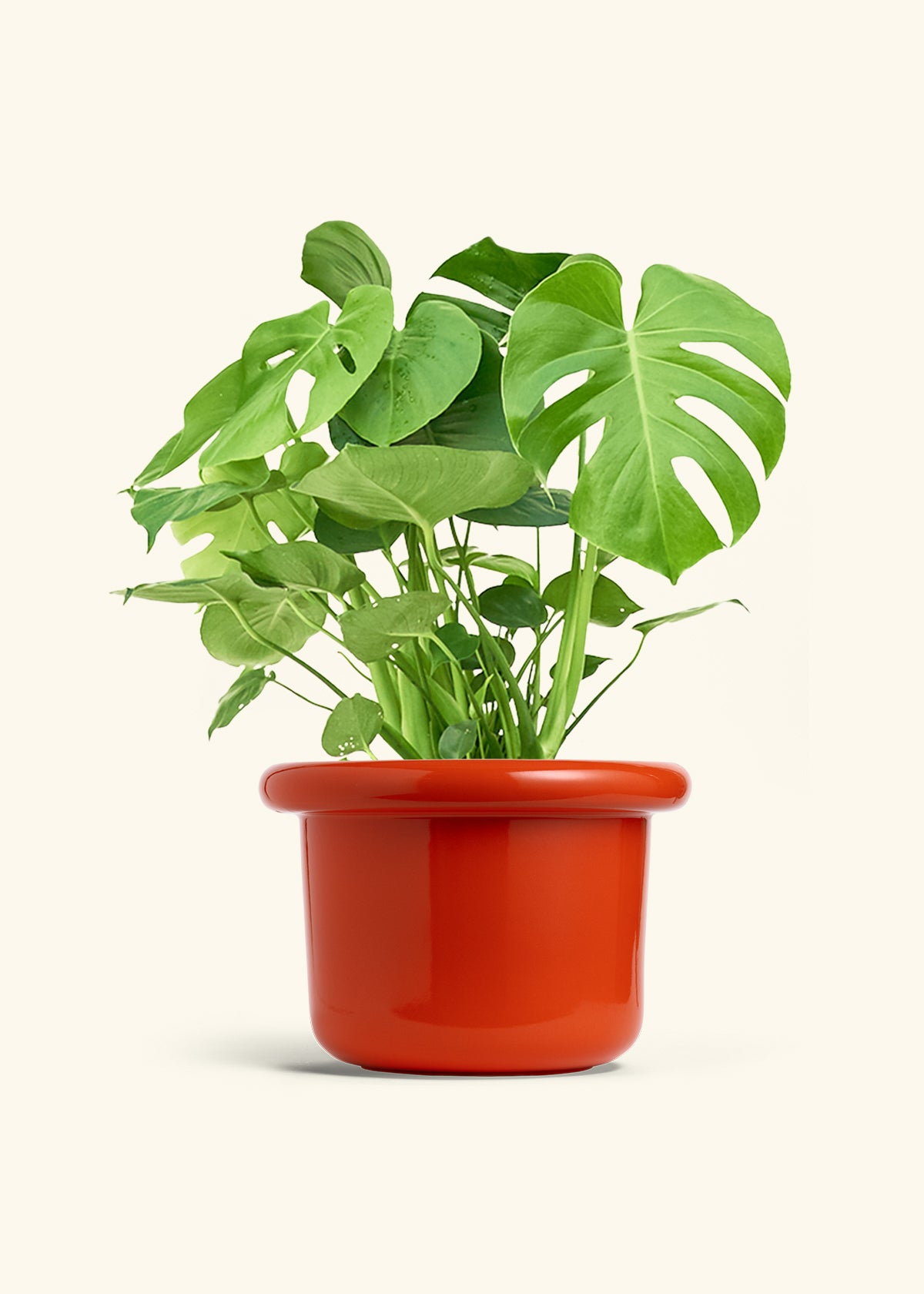 Monstera Swiss Cheese Plant in a 10 inches Fat Lip Red Planter